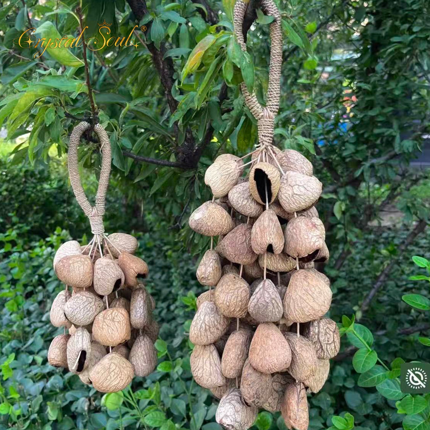 Crystal Soul Natural Seed Chime Pangium edule (Indonesian Black Nut)